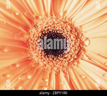 Orange Gerbera Blume und Tau. Blume mit Wassertropfen. Selektive konzentrieren. Stockfoto