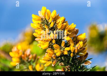 Gemeinsame Ginster Blume (Ulex Europaeus) in Blüte auf einer Klippe bei Branscombe, Devon an der Jurassic Coast, Großbritannien Stockfoto