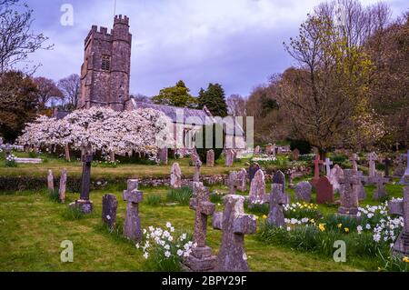 Kirschblüte im Salcombe Regis auf der Jurassic Coast in der Nähe von Sidmouth, Devon, Großbritannien Stockfoto