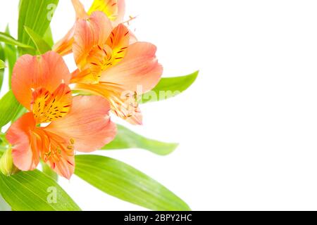 Bouquet von frischen orangen Lilien isoliert auf weiß. Nahaufnahme Foto Stockfoto