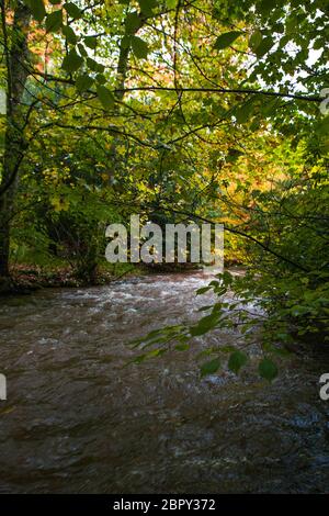 Waldbach (Quair Water) auf dem Anwesen des Traquair House, Scottish Borders Stockfoto