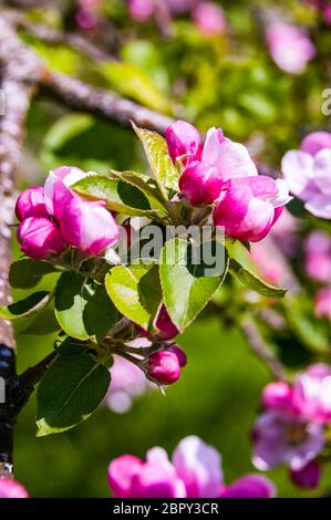 Nahaufnahme der Apfelblüte auf den meisten wahrscheinlich eine Apfelwein-Apfelbaum. Branscombe, East Devon, Großbritannien Stockfoto