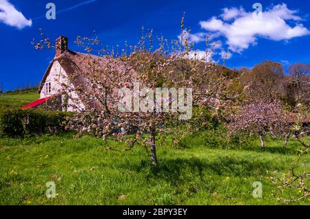 Apfelblüte auf höchstwahrscheinlich eine Apfelwein-Apfelbaum vor der alten Bäckerei Teestube eine National Trust Eigenschaft, Branscombe, East Devon, Großbritannien. Stockfoto