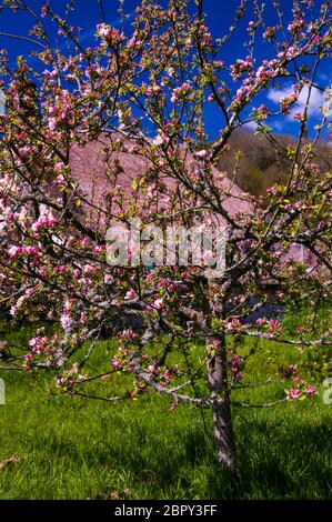 Apfelblüte auf höchstwahrscheinlich eine Apfelwein-Apfelbaum vor der alten Bäckerei Teestube eine National Trust Eigenschaft, Branscombe, East Devon, Großbritannien. Stockfoto