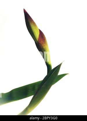 Nahaufnahme der violetten Iris auf weißem Hintergrund Stockfoto