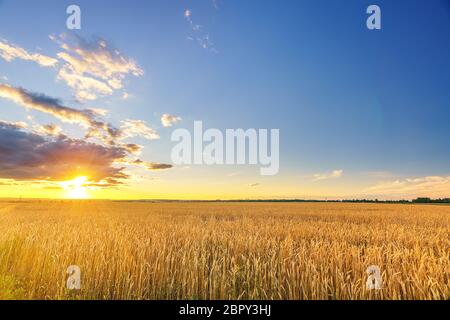 Sonnenuntergang über dem Weizenfeld in der europäischen Landschaft Stockfoto