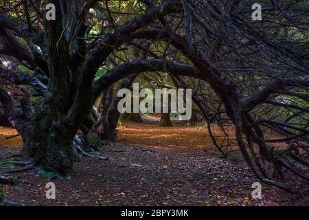 Eibentunnel auf dem Traquair House Anwesen, Scottish Borders (HDR) Stockfoto