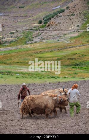 Die Bauern pflügen auf Feldern im höheren Trans-Himalaya, Indien. Stockfoto