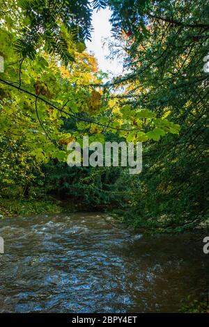 Waldbach (Quair Water) auf dem Anwesen des Traquair House, Scottish Borders Stockfoto