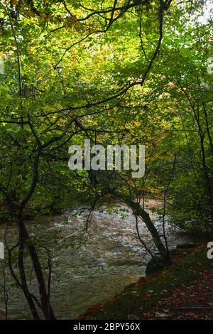 Waldbach (Quair Water) auf dem Anwesen des Traquair House, Scottish Borders Stockfoto