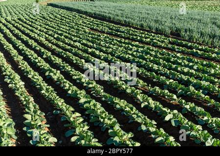 Frisches Salatfeld Stockfoto