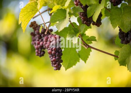 Rote Trauben im Weinberg rechts vor der Ernte (Farbe getonte Bild) Stockfoto