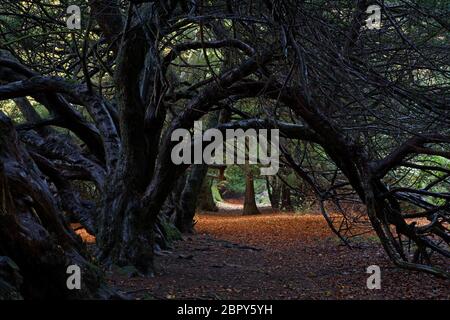 Eibe Baum Tunnel auf Traquair House Estate, Scottish Borders Stockfoto