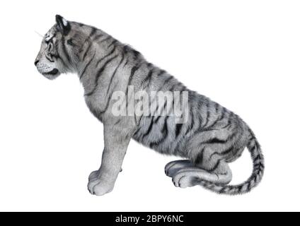 3D-Rendering von einem weißen Tiger auf weißem Hintergrund Stockfoto