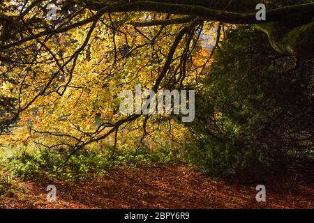 Buche auf dem Traquair Anwesen, Scottish Borders Stockfoto