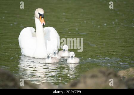 Schwan Kopf hautnah Stockfoto