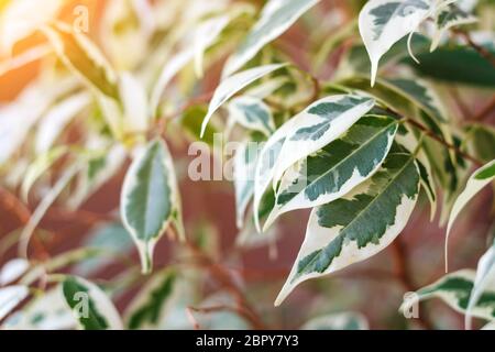 Variegierte Blätter von ficus benjamina, selektiver Fokus, Kopierraum Stockfoto