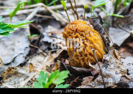 Morchella-Pilz, echte Morcheln wachsen im Wald im Frühling Tag Stockfoto