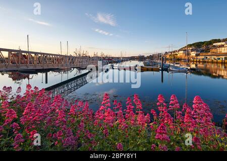 Newlyn Harbour im Sommer mit Baldrian Blumen wachsen entlang der Küste Stockfoto