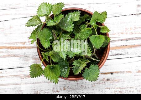 Frische Brennessel Blätter auf Holz- table.Nettle Blumen. Flach Stockfoto