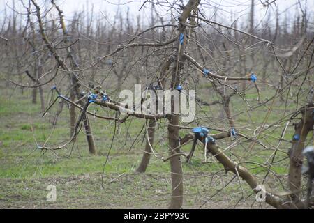 Apfelbäume im Garten, beschneiden Apfelbäume, Schutz hieben Zweige mit Lackierung. Stockfoto