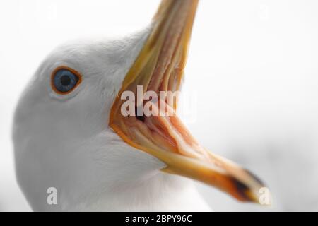 Nahaufnahme der Weißen Möwe schreienden Mund öffnen. Viele scharfe Zähne sichtbar. Stockfoto