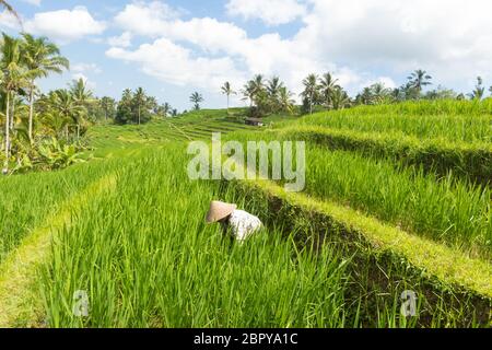 Farmerin mit traditionellem asiatischen Reismütze, die in schönen Jatiluwih-Reisterrasse-Plantagen auf Bali, Indonesien, Südostasien arbeitet. Stockfoto