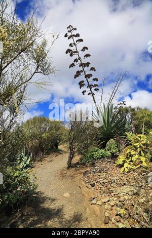 Bandama Krater ist ein erloschener Vulkan auf Gran Canaria Stockfoto