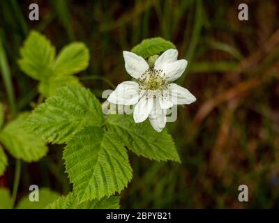 Nahaufnahme einer weißen Blume und Blätter der Dewberry, Rubus caesius, in einer Hecke Stockfoto