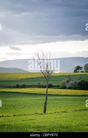 Einzelner Baum auf grünen Korntanne vor Gewitterwolken Stockfoto