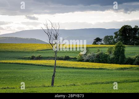 Einzelner Baum auf grünen Kornfetzen vor Gewitterwolken gelb Stockfoto