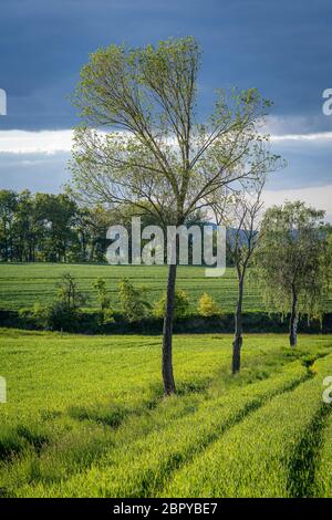 Drei Baumreihe auf grünen Kornfetzen vor Gewitterwolken Stockfoto