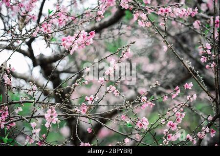 schöne wilde Himalaya Kirsche Blüte (Prunus Cerasoides) Stockfoto