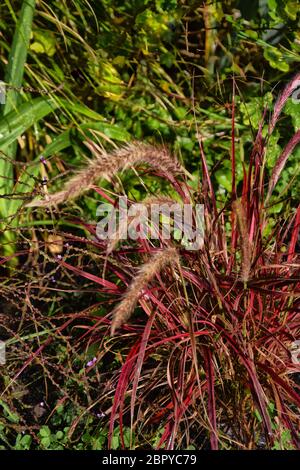 pennisetum Feuerwerk Stockfoto