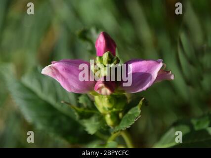 Chelone Obliqua, Schildkrötenkopf Blume Stockfoto