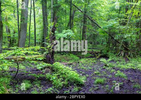 Wraped stumpf Moos und Farn im Laub stehen, Białowieża Wald, Polen, Europa Stockfoto