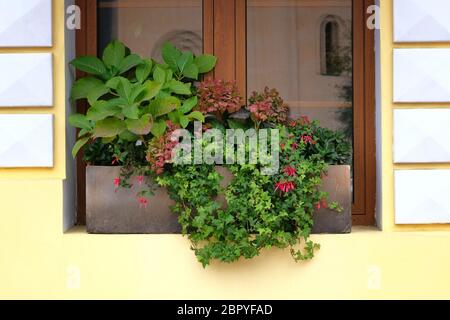 Töpfe mit Büschen blühender Pflanzen. Landschaftsgestaltung in der Stadt. Wohndesign Konzept. Stockfoto