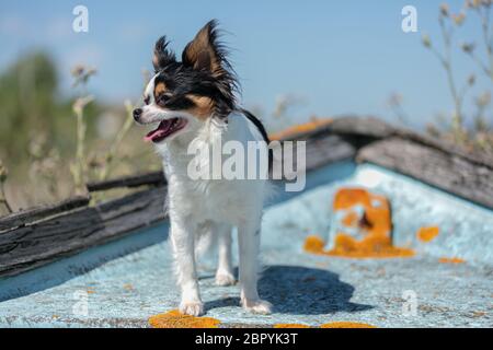chihuahua auf einem alten blauen Fischerboot in der Wildnis Stockfoto
