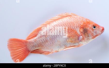 Frische Tilapia auf dem weißen Hintergrund Stockfoto