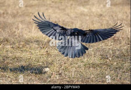 Schwarzen Craw fliegt über eine Wiese Stockfoto