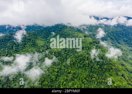 Luftaufnahme von Nebel und Wolken, die nach einem großen Regensturm aus einem wunderschönen tropischen Regenwald aufsteigen. Stockfoto