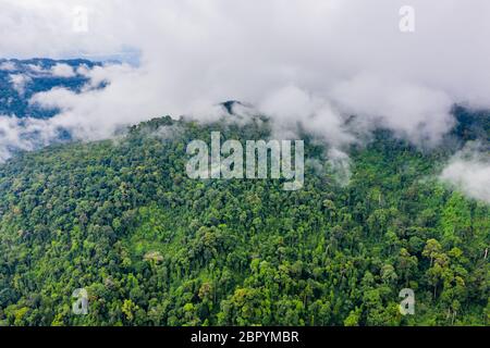 Luftaufnahme von Nebel und Wolken, die nach einem großen Regensturm aus einem wunderschönen tropischen Regenwald aufsteigen. Stockfoto