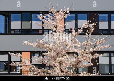 Spring Blossom sakura cherry tree im Innenhof der modernen Bürogebäude mit blauem Himmel Reflexion in der verspiegelten Fenstern Stockfoto