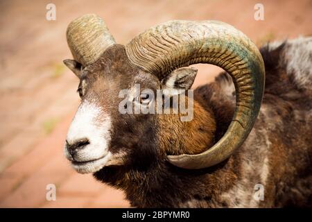 Tierporträt von Mufflon oder Wildziege mit kurvigen Hörnern. Stockfoto