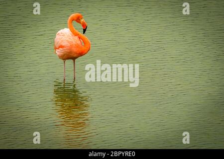 Großer Flamingo steht in ruhigem grünen Wasser Stockfoto