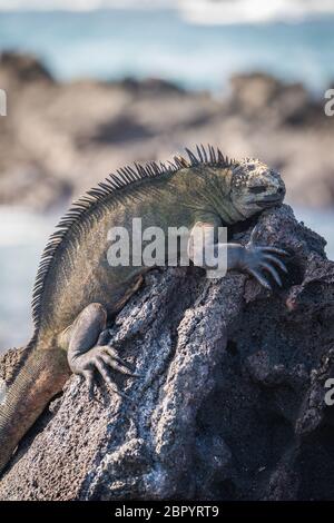 Meeresiguana schlafend auf schwarzem Vulkangestein Stockfoto