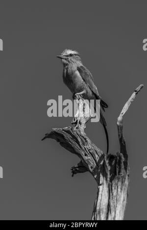 Monolilac-reihige Walze auf totem Baumstumpf Stockfoto