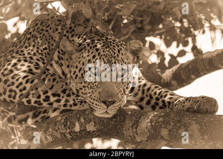 Sepia Nahaufnahme von Leoparden, der auf Ästen liegt Stockfoto