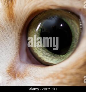 Nahaufnahme Foto des Katzenauges. Süße Hauskatze Stockfoto