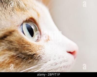 Nahaufnahme Foto des Katzenauges. Süße Hauskatze Stockfoto